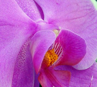 Orchid meadow close up pink photo