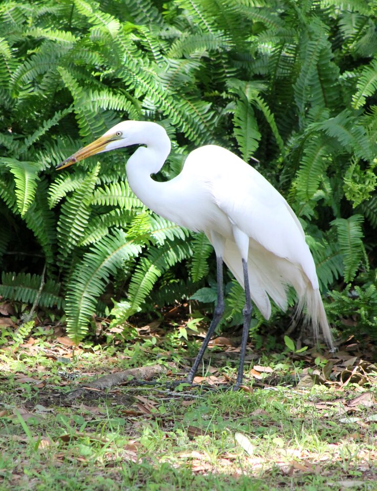 Wildlife animal beak