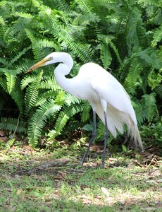 Wildlife animal beak