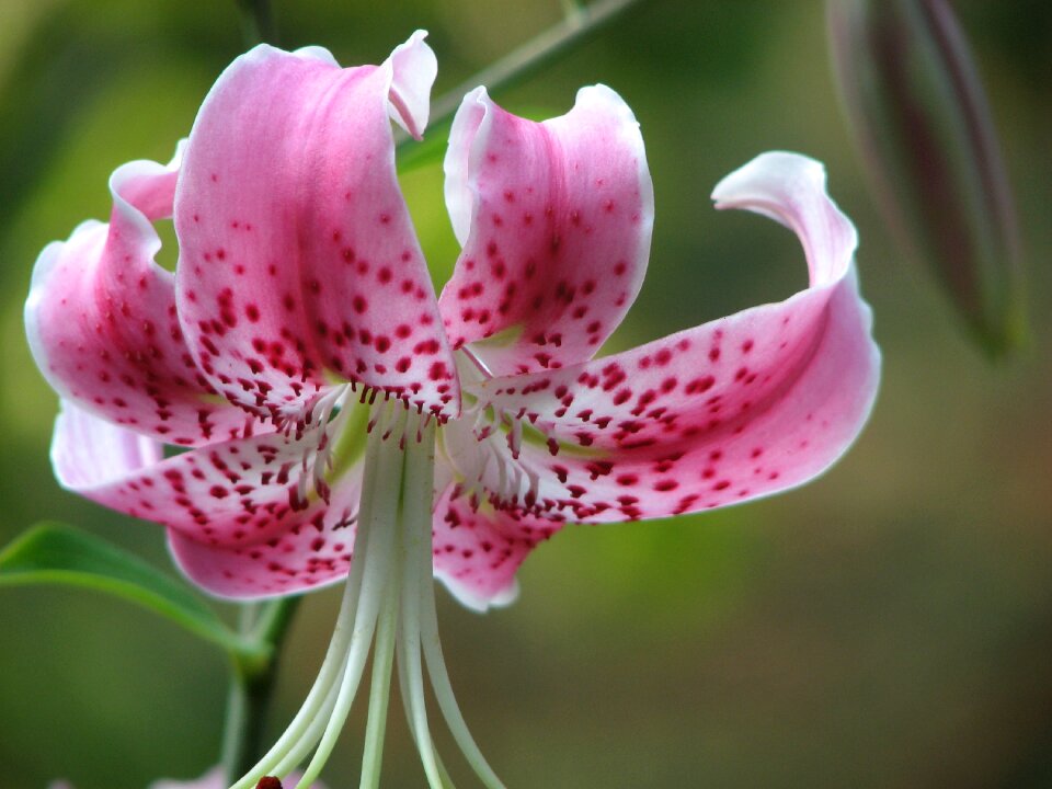 Floral botany