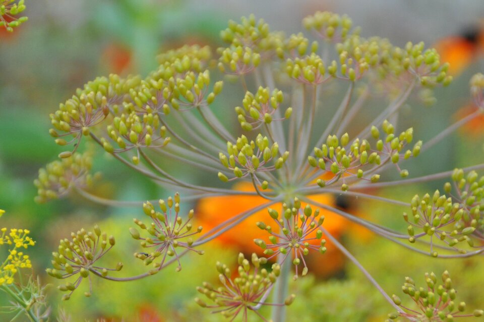 Spice nature dill blossom