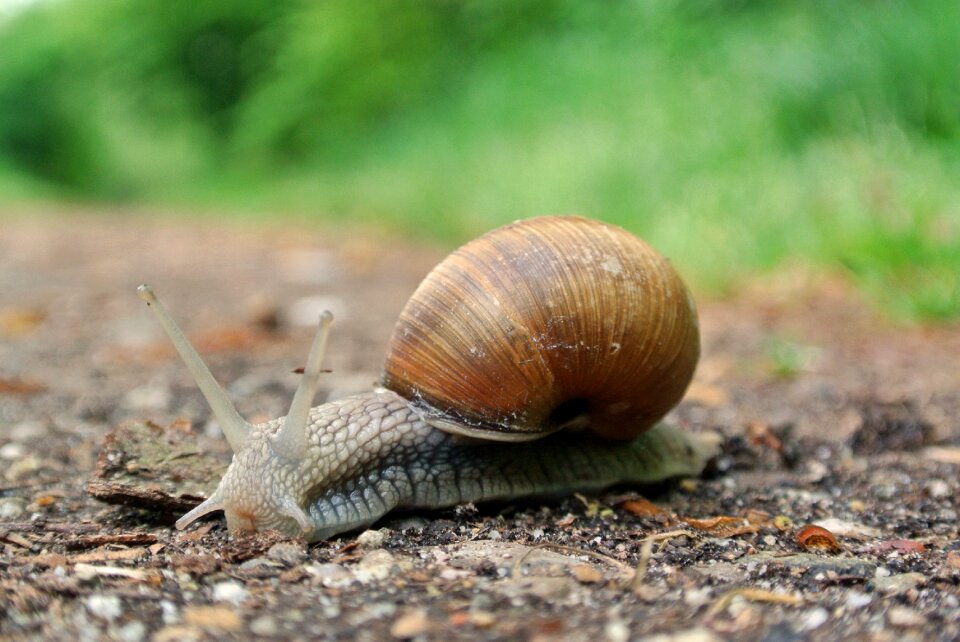 Animal recording shell nature