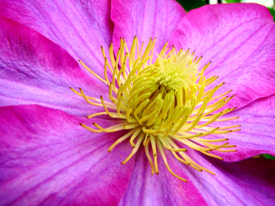 Stamen bright beautiful
