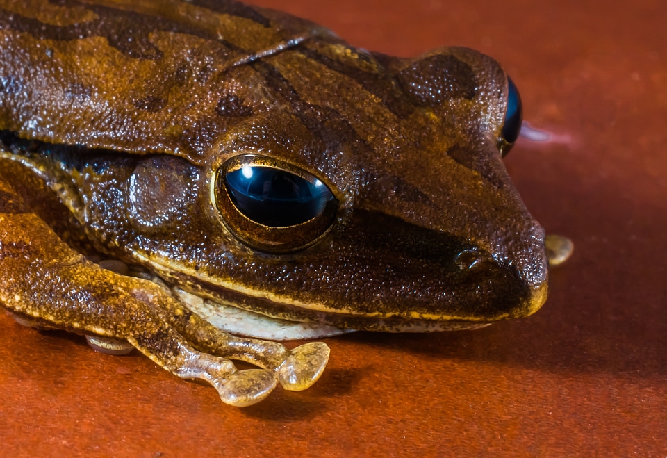 Anuran frog amphibians