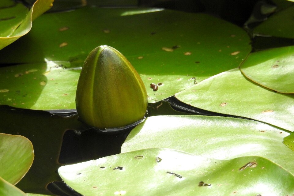 Pond plant aquatic plant pond