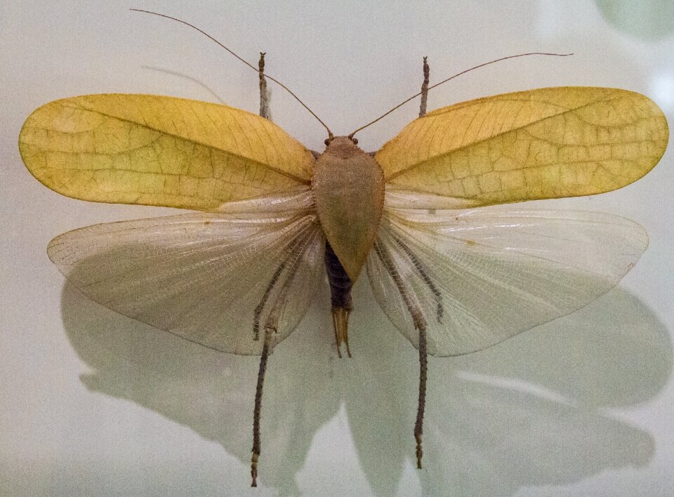 Insect animal collection