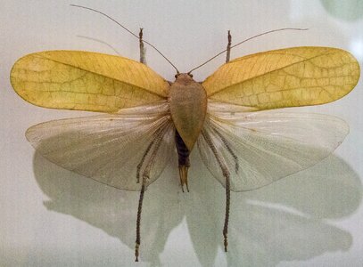 Insect animal collection