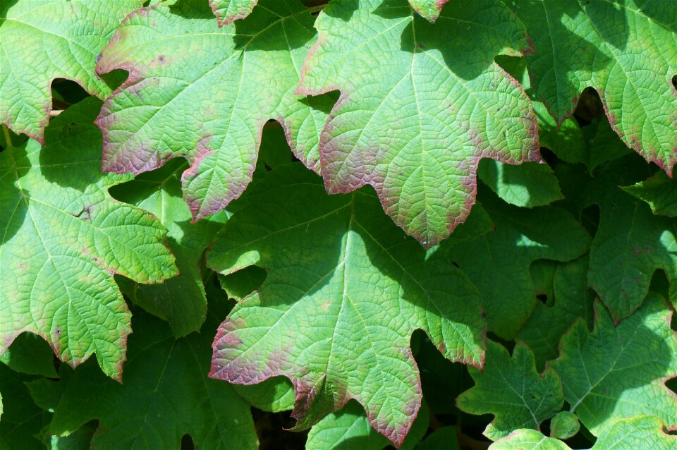 Leaves garden nature