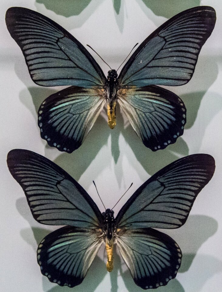 Nature collection museum