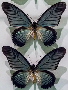 Nature collection museum