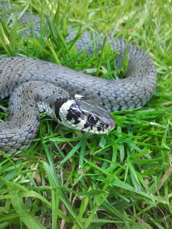 Snake creature snakehead