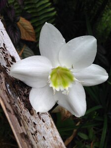 Narcissus white lily