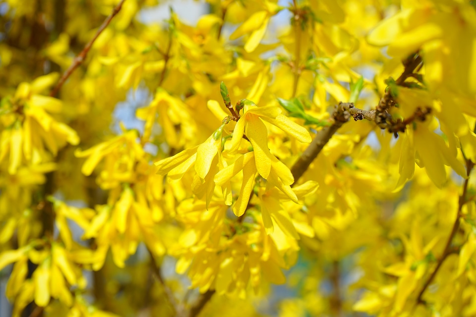 Blossom bloom bush