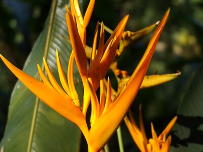 Tropical colorful blossom