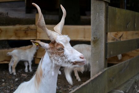 Zoo billy goat horns