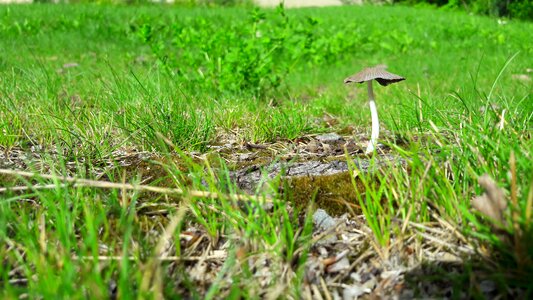 Meadow forest nature