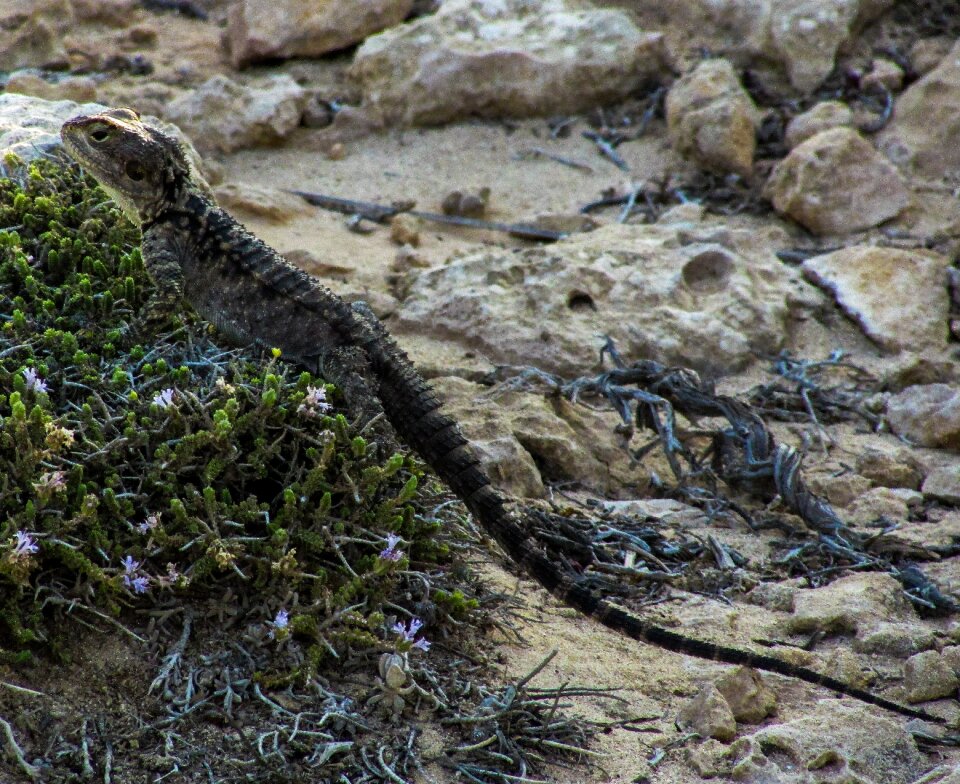 Reptile fauna animal