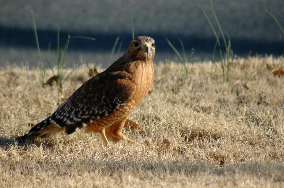 Predator red-tailed