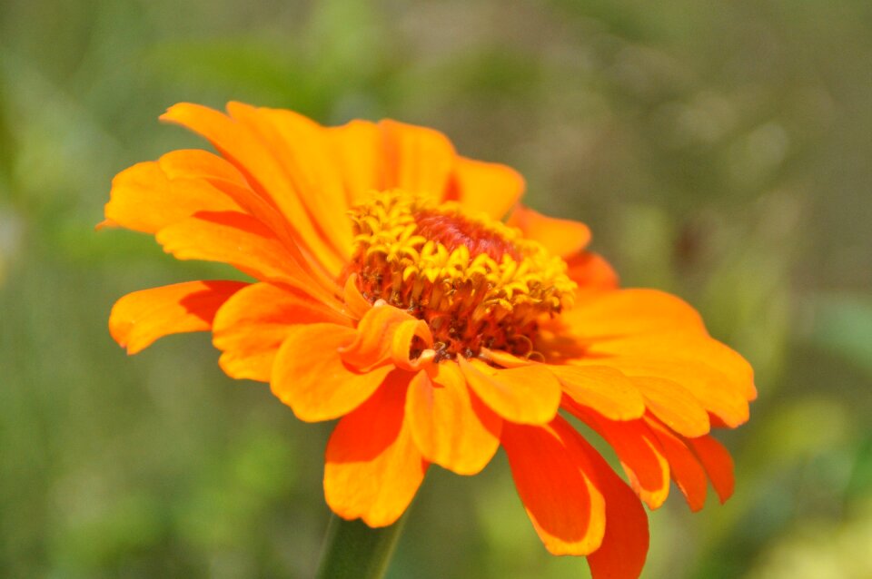 Bloom flower dahlia garden