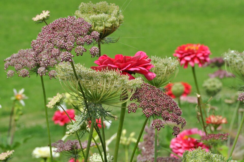 Color discounts cottage garden