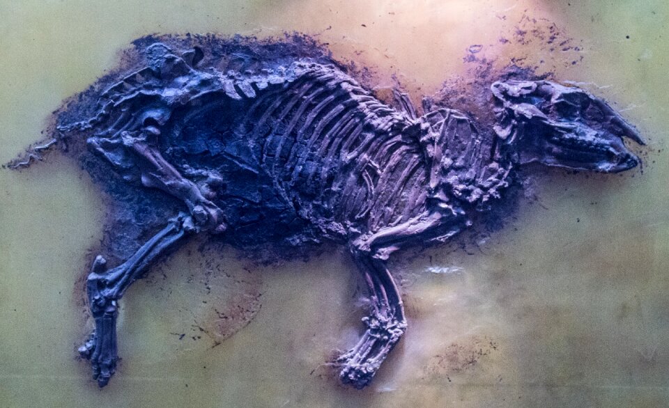 Prehistoric times ancient museum