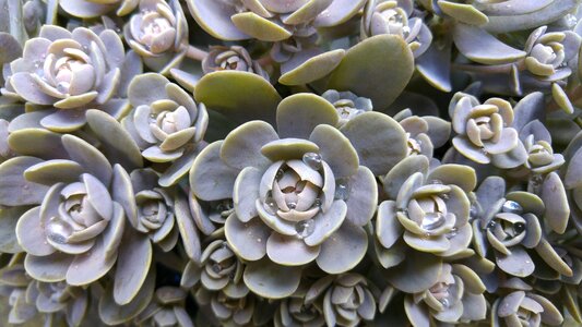 Plant pearl leaves