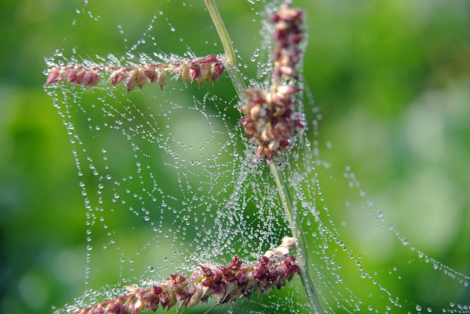 Macro close up nature