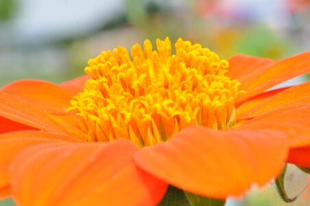 Macro state garden show flower