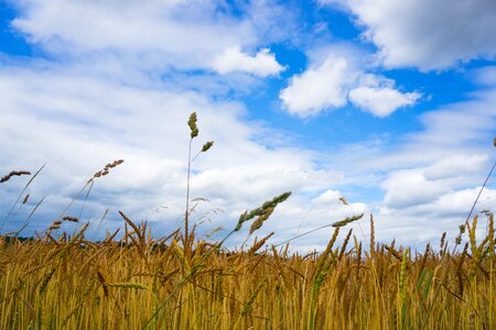 Arable wheat clouds