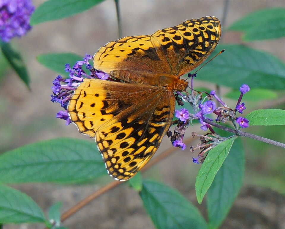 Beautiful insect animal