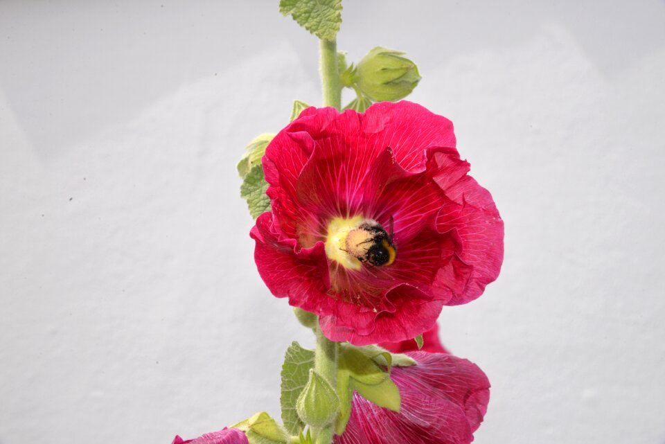 Flower pink hollyhock bee