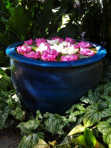 Pink white lotus pink lotus