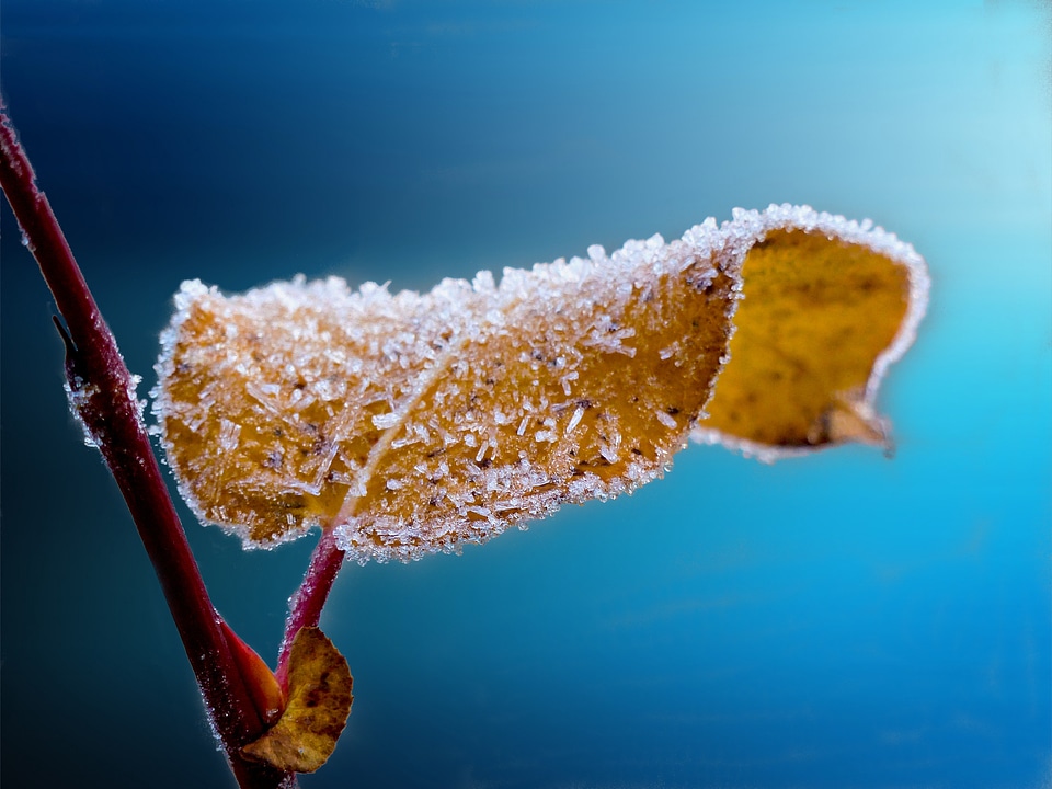 Frost blue nature