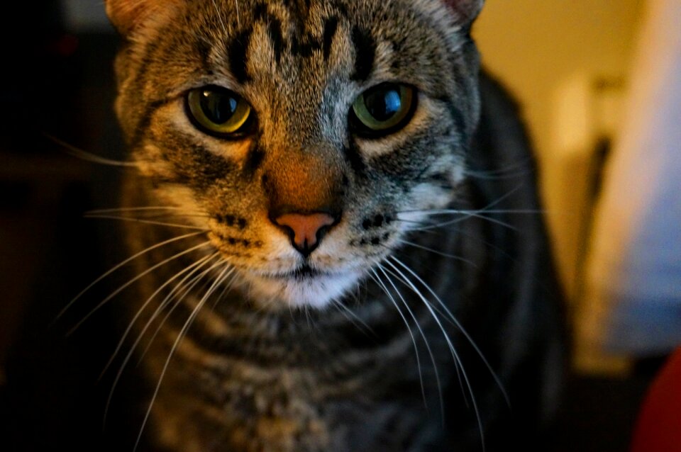 Feline furry nature