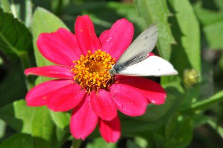 Insect pink flower