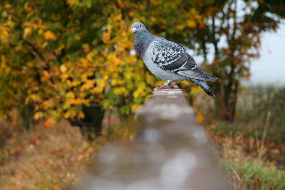 Autumn nature animals