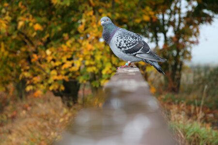 Autumn nature animals