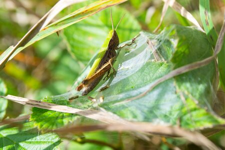 Green insect grasshopper photo
