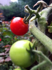 Plant garden gardening photo