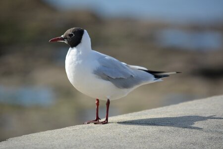 Wild bird animal photo