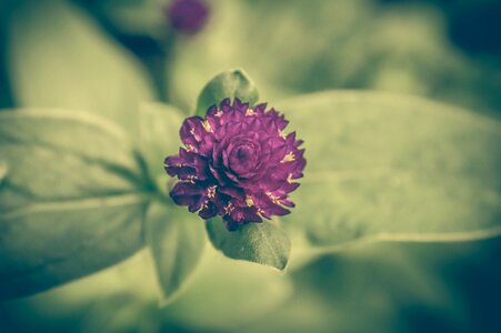 Background floral pink