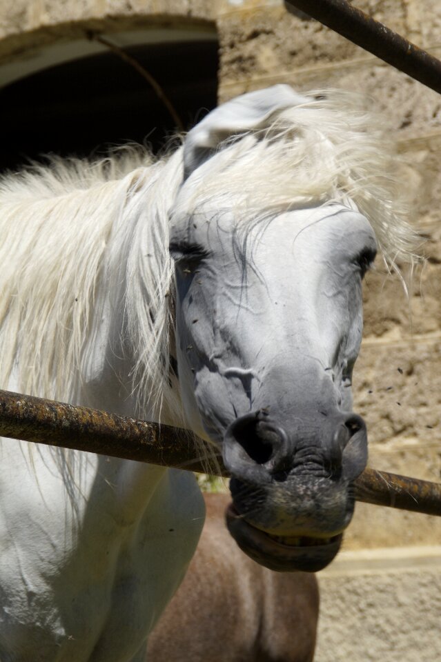 Horse pferdeportrait fence