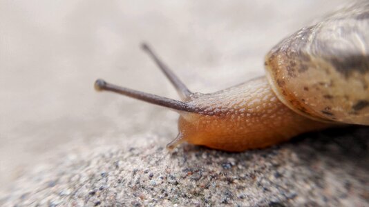 Slug snails cell phone cameras
