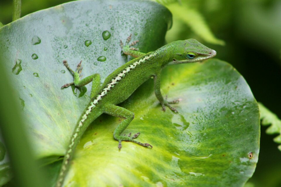 Lily pad animal wild