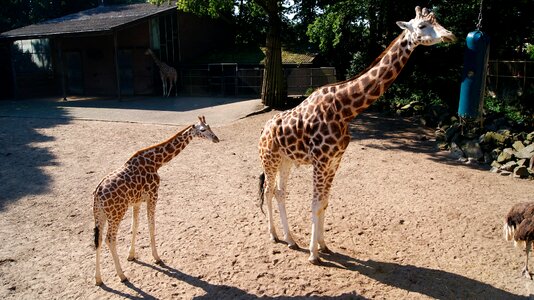 Park mother and child animal world