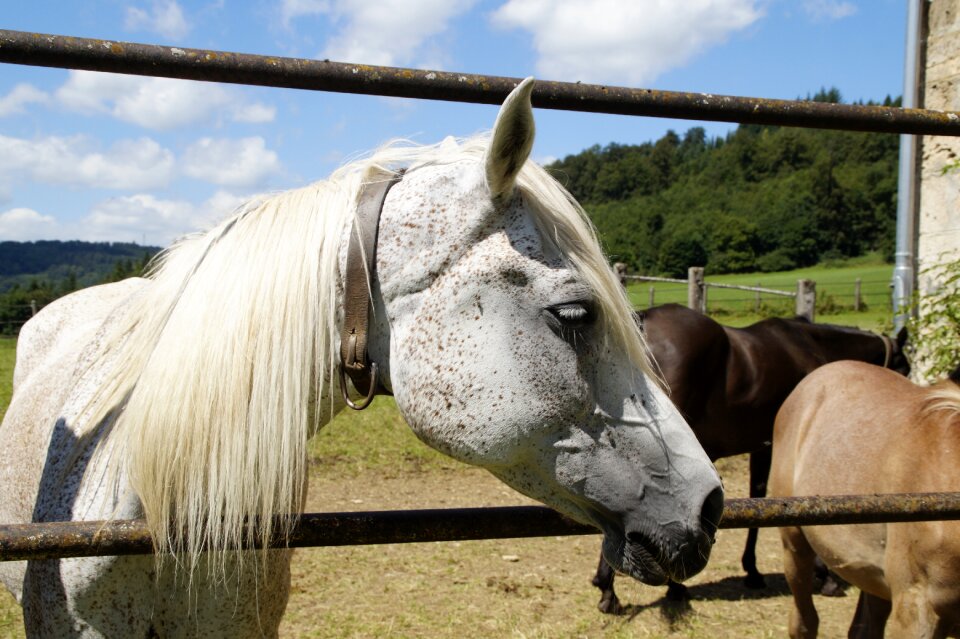 Horse thoroughbred arabian pasture