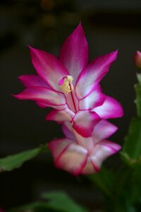 Houseplant floral pink photo