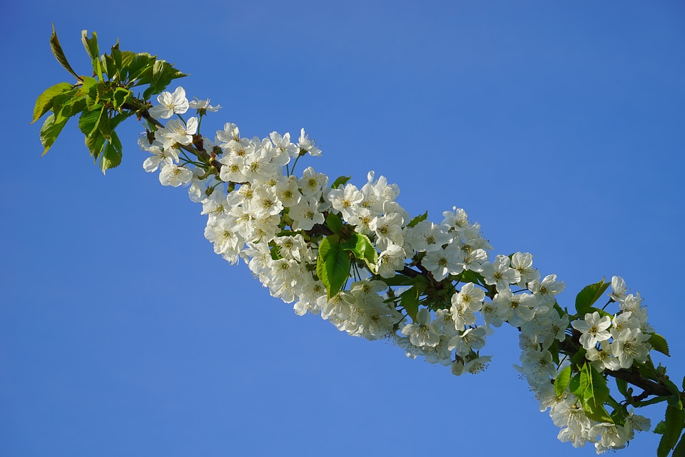 Cherry tree white branch
