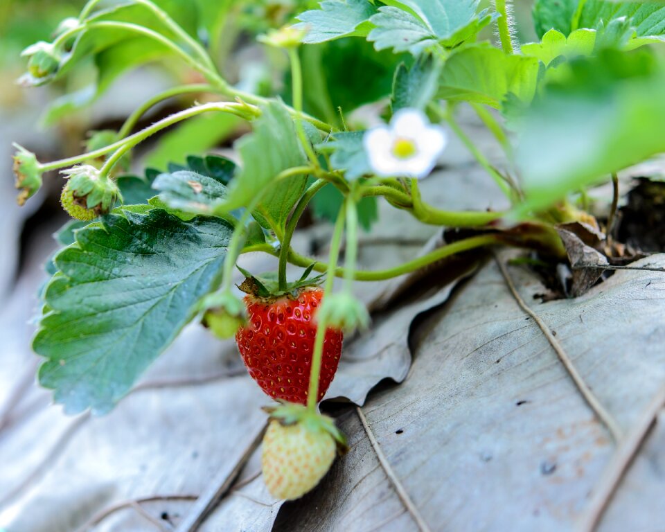 Background red fruit