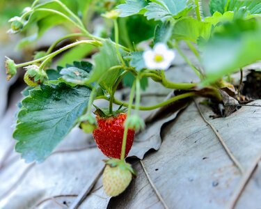 Background red fruit
